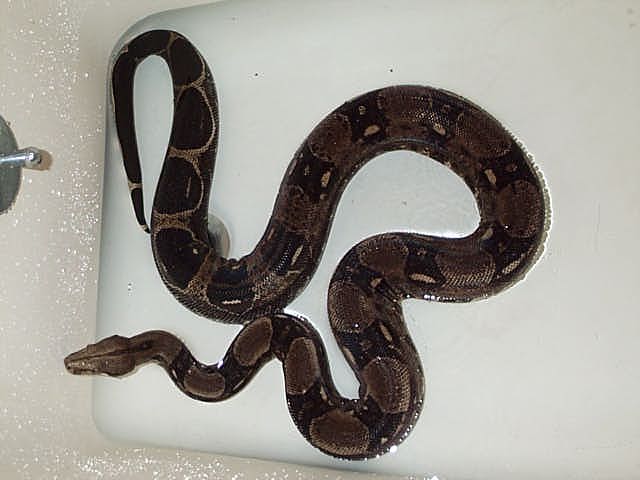 Central American Male