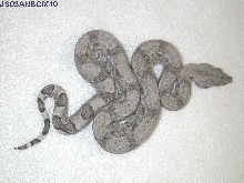 Anery. 66% Het Snow Female