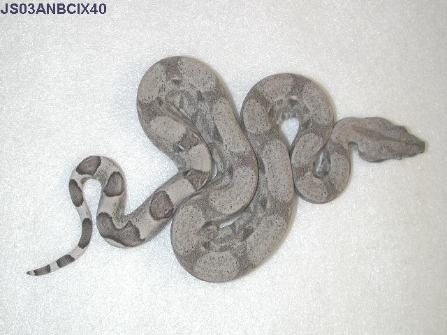 Anery. 66% Het Snow Female