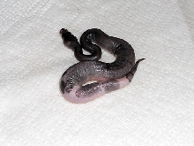 Super Cinnamon Piebald? 1