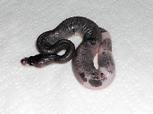 Super Cinnamon Piebald? 2