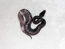 Super Cinnamon Piebald? 3