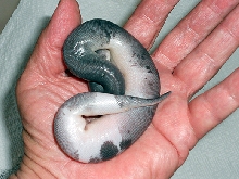 Super Cinnamon Piebald? 4