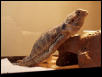super zard
