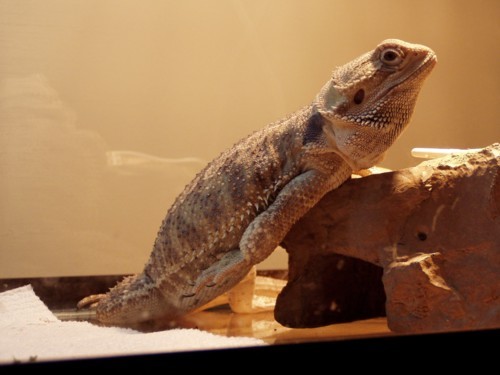super zard
