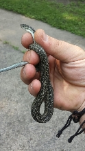 garter 1