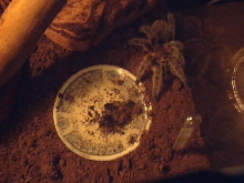 my first spider