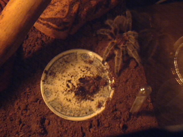 my first spider
