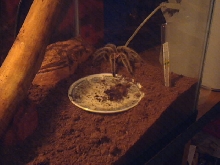 my first spider