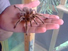 realy nice spider