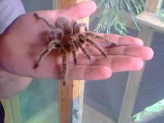 realy nice spider
