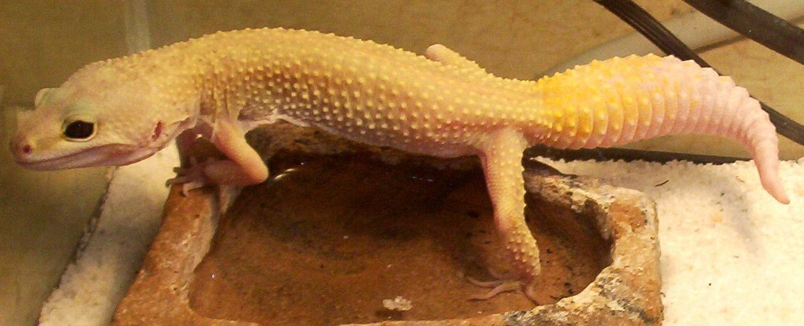 Leopard Gecko