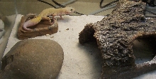 Leopard Gecko