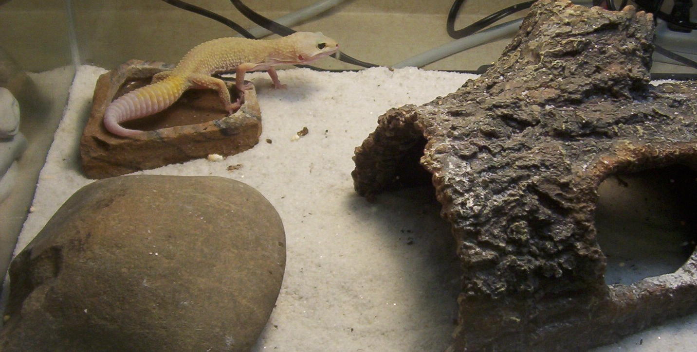 Leopard Gecko