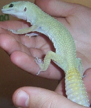 Leopard Gecko