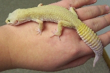 Leopard Gecko
