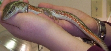 yellow throated plated lizard