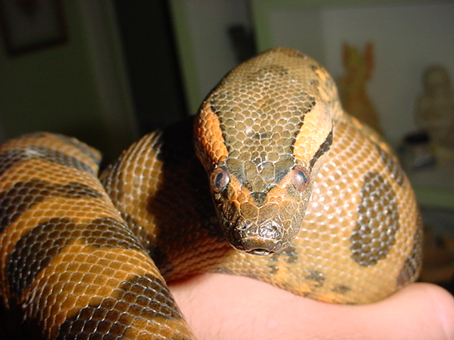 conda