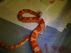 Amel ? male