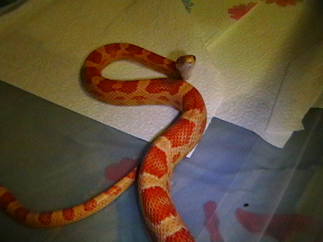 Amel ? male