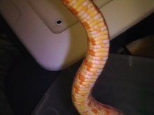 Amel ? male belly