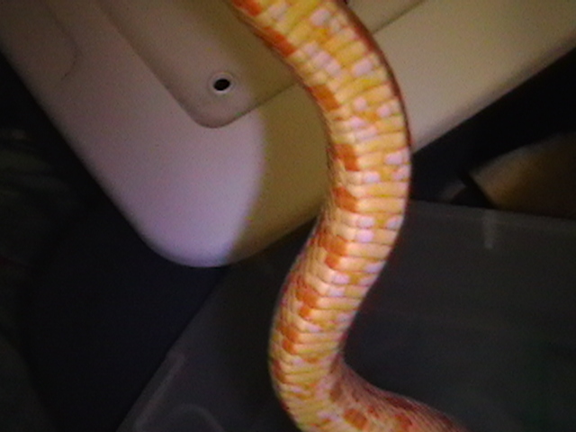 Amel ? male belly