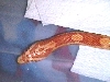 Amel ? male head