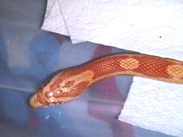 Amel ? male head