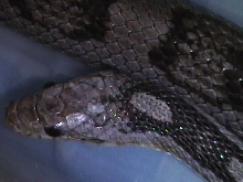 Anery head