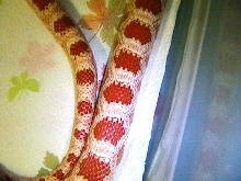 Amel ? female back