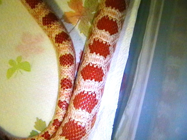 Amel ? female back
