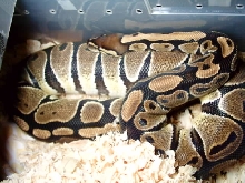 OVULATION