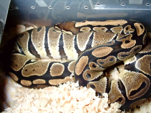OVULATION