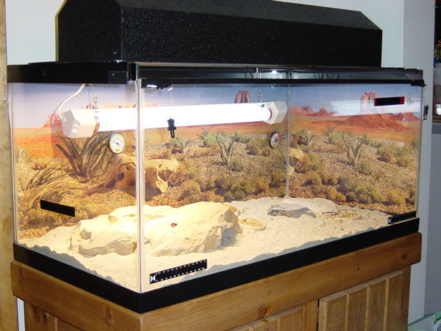 Chubba's new tank