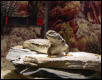 Chubba basking in old tank set up.