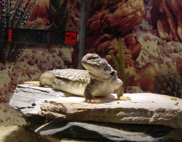 Chubba basking in old tank set up.