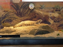Chubba soakin up the zoo med rays.