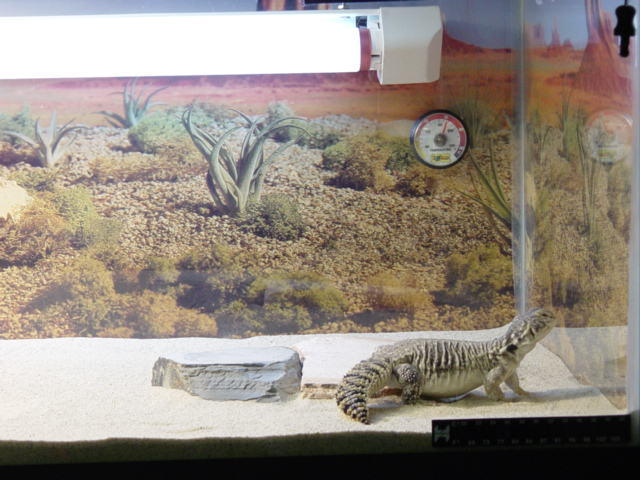 Chubba looks lost in new tank.