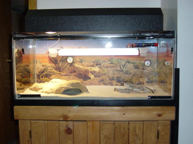 Chubba's tank veiw 2