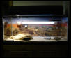 New tank set up for Chubba.