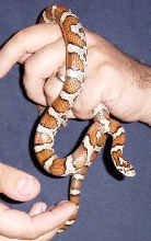 I think it is a Milk snake. I caught it in my yard!