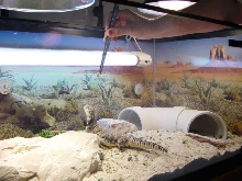 Please give me the worm!