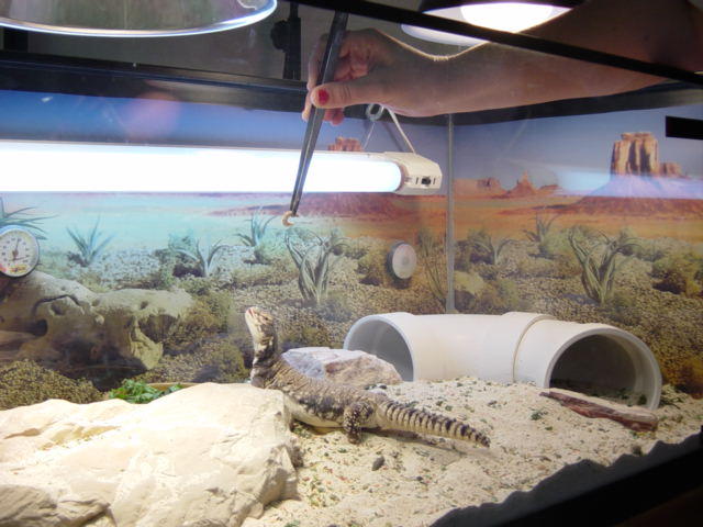 Please give me the worm!
