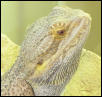 Picture of Red's head up close.