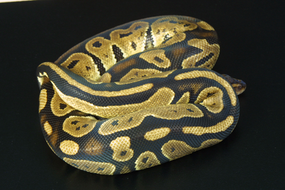 granite female