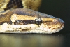 granite female