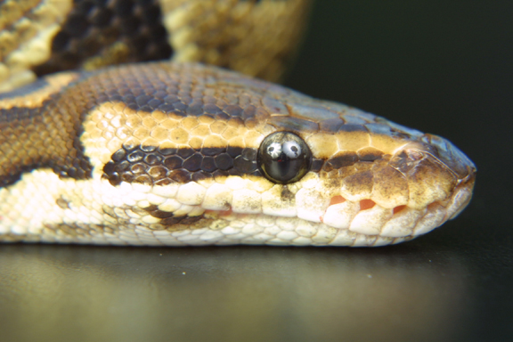 granite female