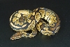 granite female