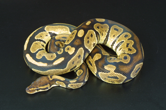 granite female