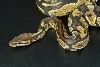 granite female